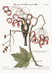 The yellow-throated Creeper, 1749-73